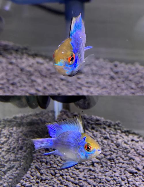 鳳凰球魚公母對照圖，鳳凰球魚的公母區分