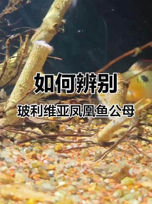鳳凰球魚公母對照圖，鳳凰球魚的公母區分