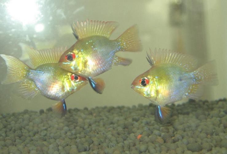 鳳凰球魚公母對照圖，鳳凰球魚的公母區分