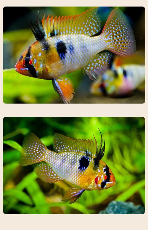 鳳凰球魚公母對照圖，鳳凰球魚的公母區分