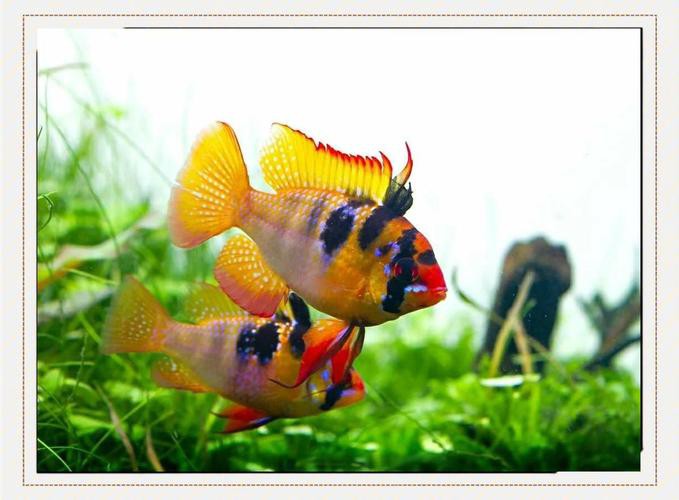 鳳凰球魚公母對照圖，鳳凰球魚的公母區分
