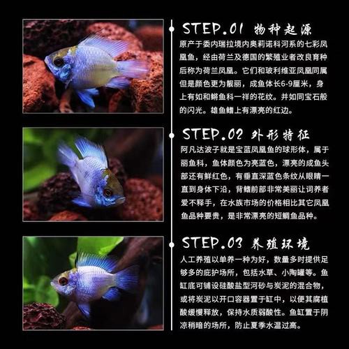 鳳凰球魚公母對照圖，鳳凰球魚的公母區分