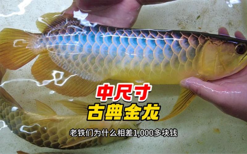 如何判斷古典龍魚(yú)的品相？，嗶哩嗶哩,如何區(qū)分金龍魚(yú)