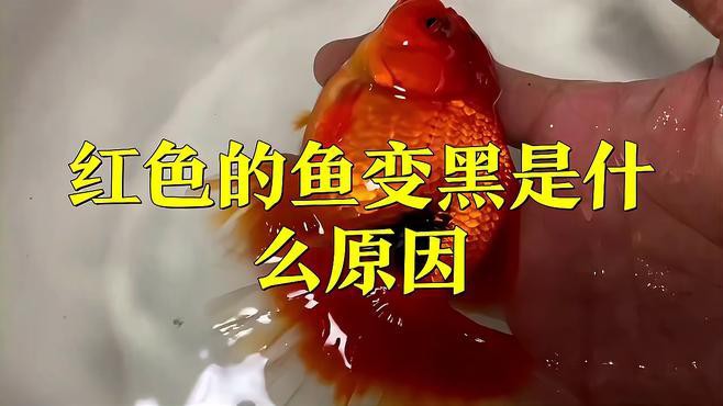 如何判斷紅龍魚鱗片發(fā)黑的原因？，紅龍魚鱗片發(fā)黑是什么原因