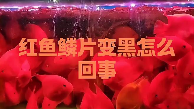 如何判斷紅龍魚鱗片發(fā)黑的原因？，紅龍魚鱗片發(fā)黑是什么原因