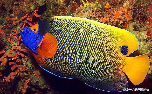 如何預(yù)防龍魚再次拖便？，《如何預(yù)防龍魚再次拖便》龍魚拖便的原因與治療方法詳解 如何預(yù)防龍魚再次拖便？，《如何預(yù)防龍魚再次拖便》龍魚拖便的原因與治療方法詳解 龍魚百科 第8張