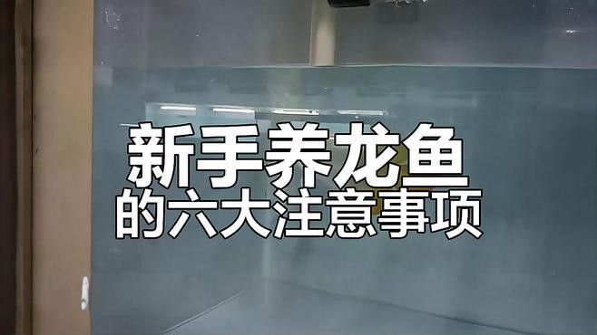 哪種龍魚最適合新手飼養？，十大熱門龍魚品種嗶哩嗶哩嗶哩新手養龍魚必避的6個誤區