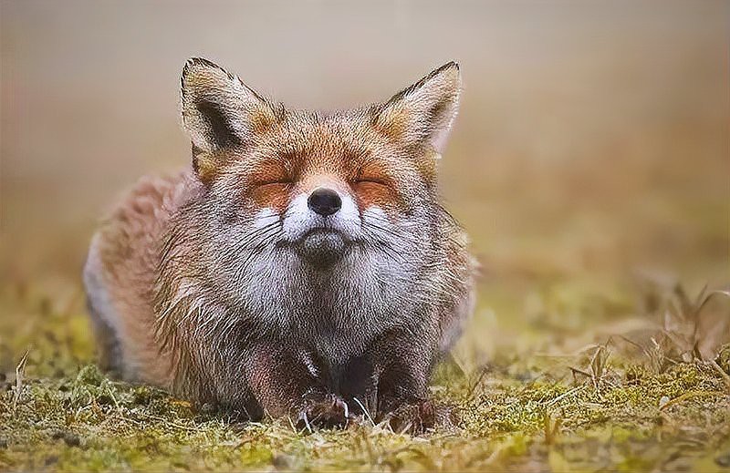 什么樣的人能看見龍，《什么樣的人能看見龍》:什么樣的人能看見龍