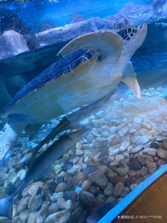 溧陽水族店，溧陽天目湖常青水族器材經營部位于天目湖鎮茶亭村汕頭村64號