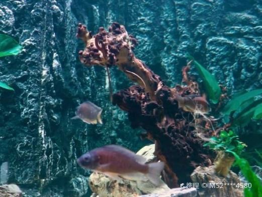 溧陽水族店，溧陽天目湖常青<strong><mark>水族器材</mark></strong>經營部位于天目湖鎮茶亭村汕頭村64號