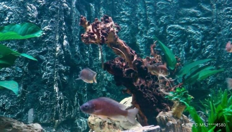 溧陽水族店，溧陽天目湖常青水族器材經營部位于天目湖鎮茶亭村汕頭村64號