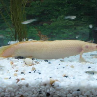 如何飼養(yǎng)和繁殖鱷魚恐龍王魚？，鱷魚恐龍王魚的價格是多少？