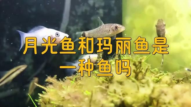 瑪麗魚和月光魚的區別，月光魚和瑪麗魚是一種魚嗎proontario養魚須知