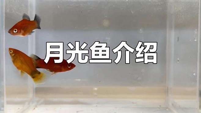 瑪麗魚和月光魚的區別，月光魚和瑪麗魚是一種魚嗎proontario養魚須知