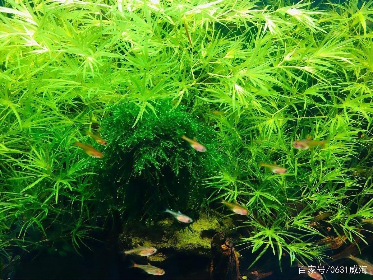 瑪麗魚和月光魚的區別，月光魚和瑪麗魚是一種魚嗎proontario養魚須知