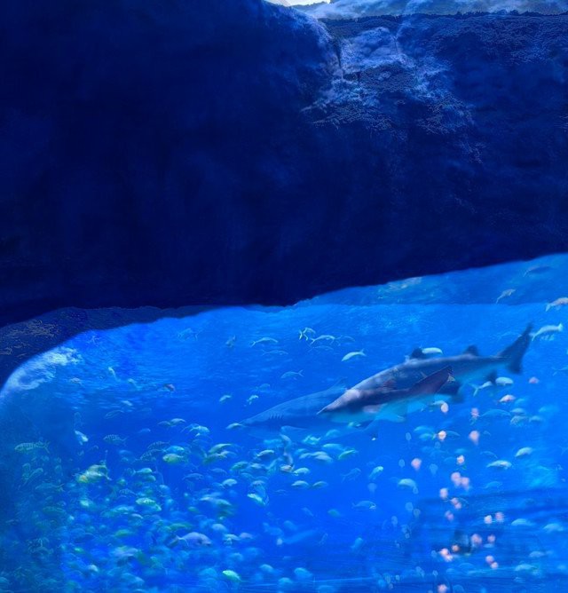 江蘇水族店，江蘇水族市場在哪里 江蘇水族店，江蘇水族市場在哪里 全國水族館企業名錄 第2張