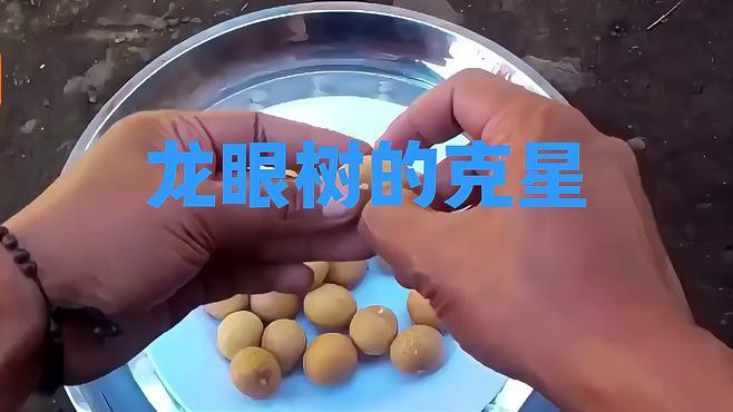 如何區分龍眼上的不同白色害蟲？，龍眼樹上白白的是什么蟲子要打什么藥山野樵濤