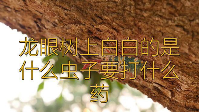 如何區分龍眼上的不同白色害蟲？，龍眼樹上白白的是什么蟲子要打什么藥山野樵濤