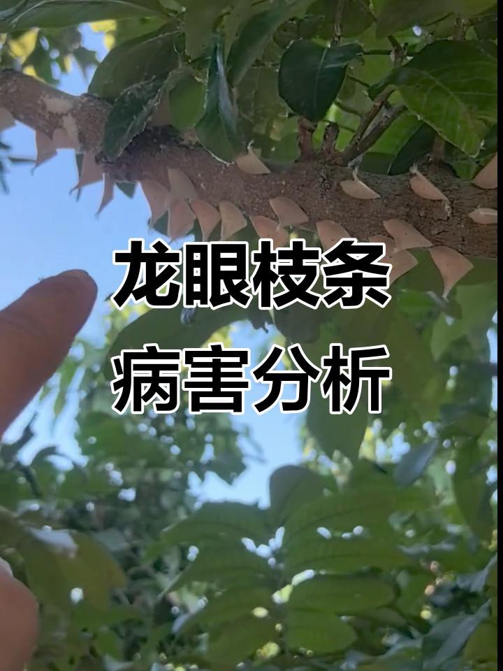 如何區分龍眼上的不同白色害蟲？，龍眼樹上白白的是什么蟲子要打什么藥山野樵濤