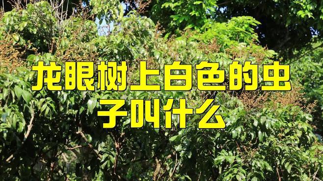 如何區分龍眼上的不同白色害蟲？，龍眼樹上白白的是什么蟲子要打什么藥山野樵濤