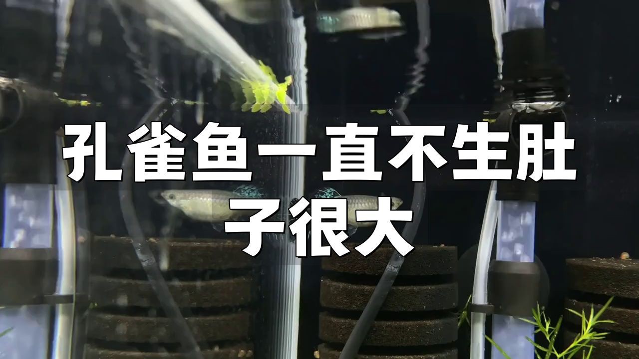 孔雀魚肚子大是什么原因，孔雀魚肚子大了很久就是不生 孔雀魚肚子大是什么原因，孔雀魚肚子大了很久就是不生 龍魚百科 第4張