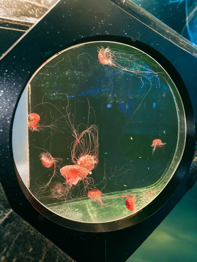 淮安水族店，淮安有哪些水族店推薦？