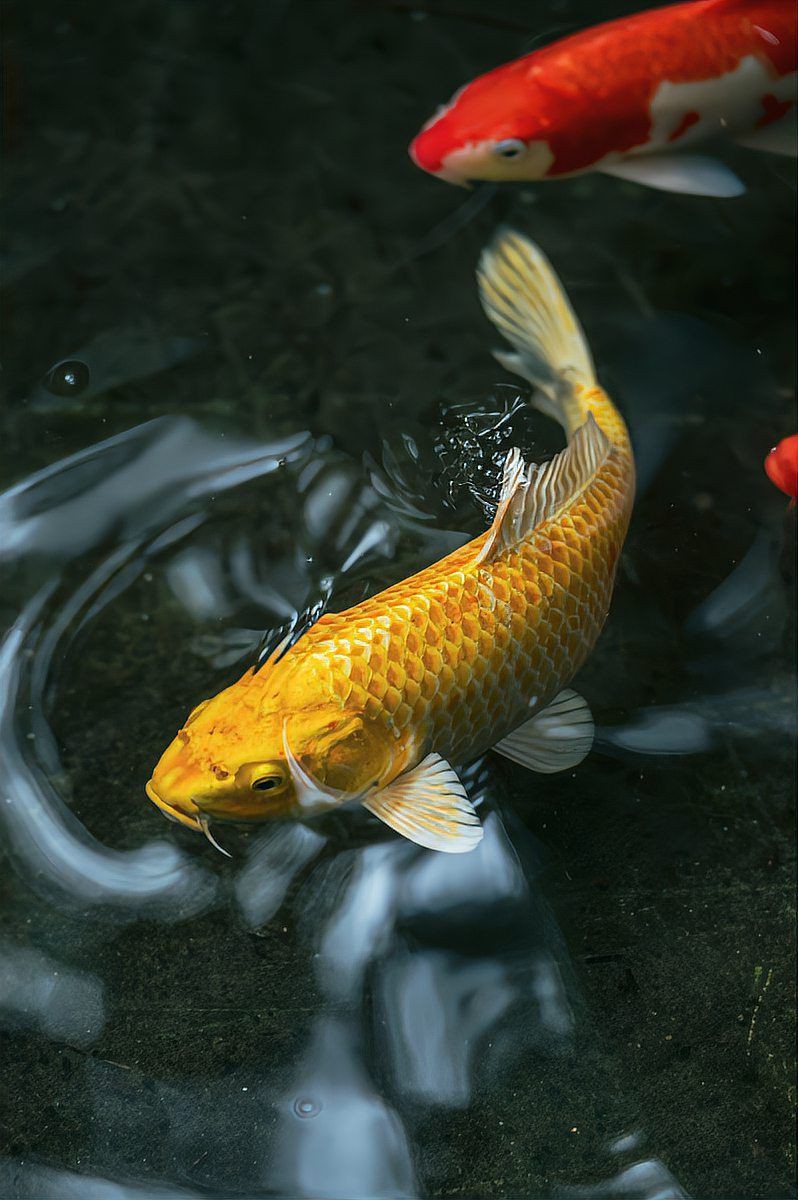 看見錦鯉魚的寓意和象征 看見錦鯉魚的寓意和象征 龍魚百科 第4張