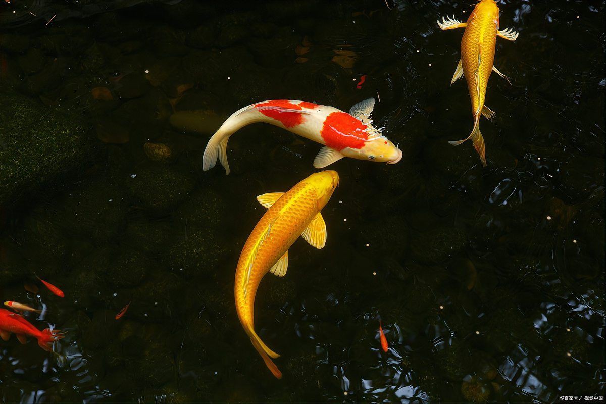 看見錦鯉魚的寓意和象征 看見錦鯉魚的寓意和象征 龍魚百科 第3張