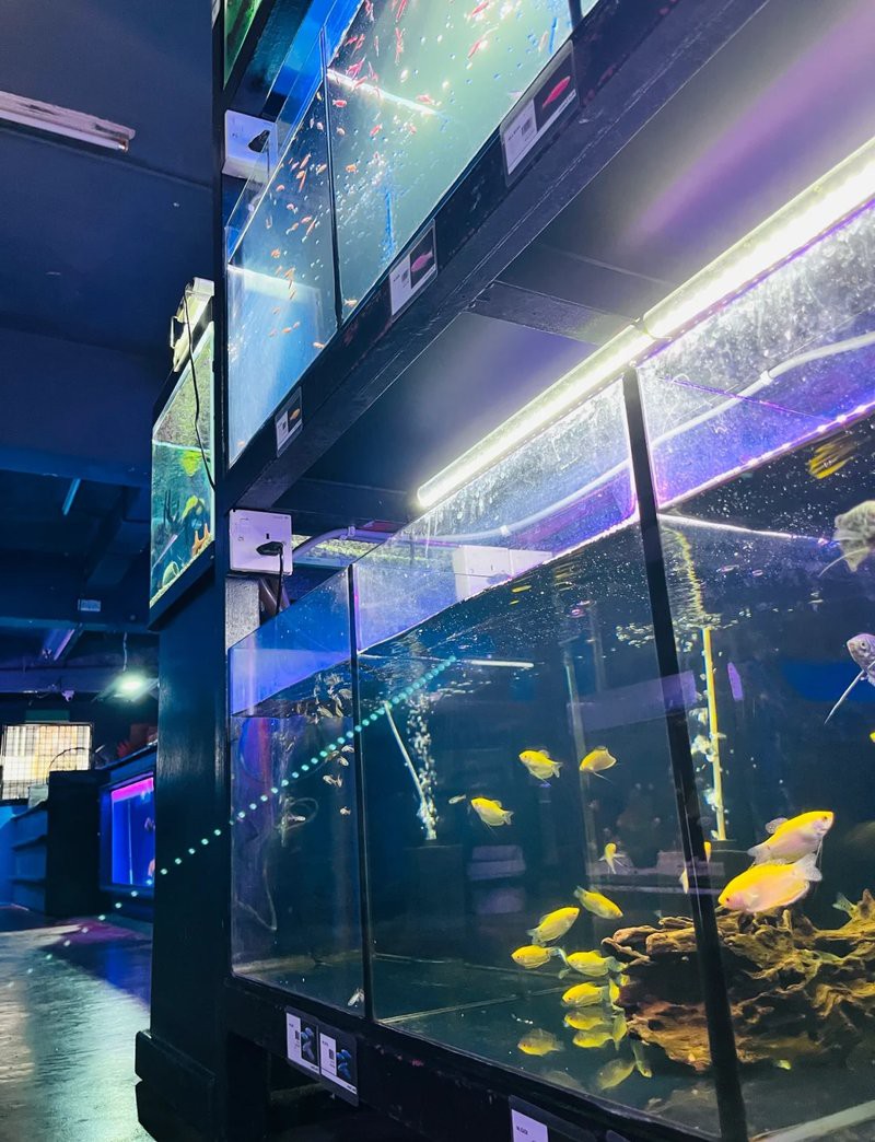 <strong><mark>吉隆</mark></strong>水族店，<strong><mark>吉隆</mark></strong>坡水族館探店記:值得一去嗎如初久不知夢<strong><mark>吉隆</mark></strong>坡水族館探店記