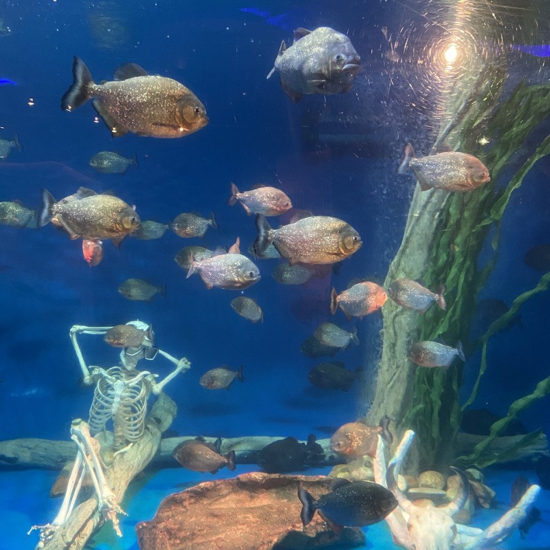 吉隆水族店，吉隆坡水族館探店記:值得一去嗎如初久不知夢(mèng)吉隆坡水族館探店記