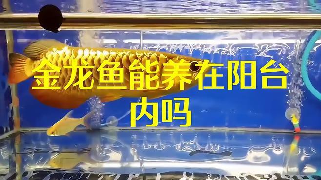 武吉美拉過背金龍的最佳飼養環境，武吉美拉過背金龍的最佳飼養方法和注意事項及注意事項