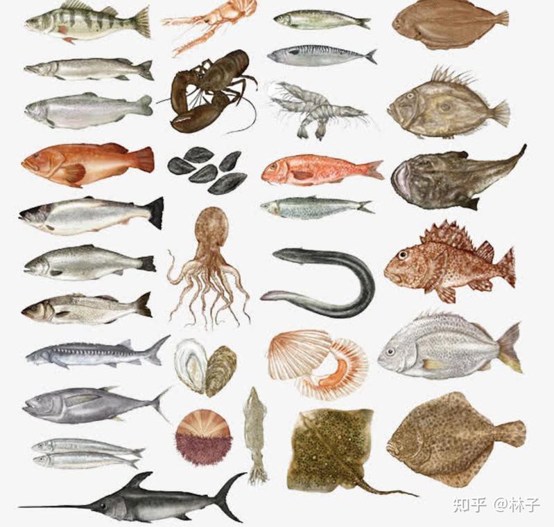 哪些品牌的龍魚更新鮮？，十大紅龍魚品牌純依文錄新鮮龍魚品牌純依文錄新鮮龍魚條排行榜