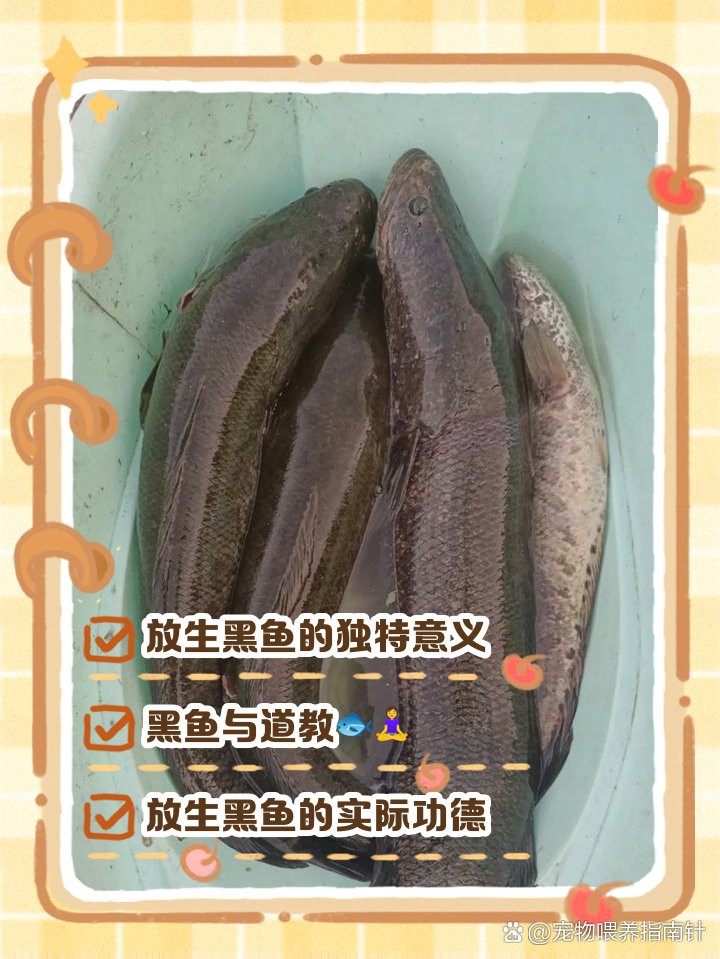 佛家為什么不吃黑魚，佛教飲食禁忌中的黑魚 佛家為什么不吃黑魚，佛教飲食禁忌中的黑魚 龍魚論壇 第6張