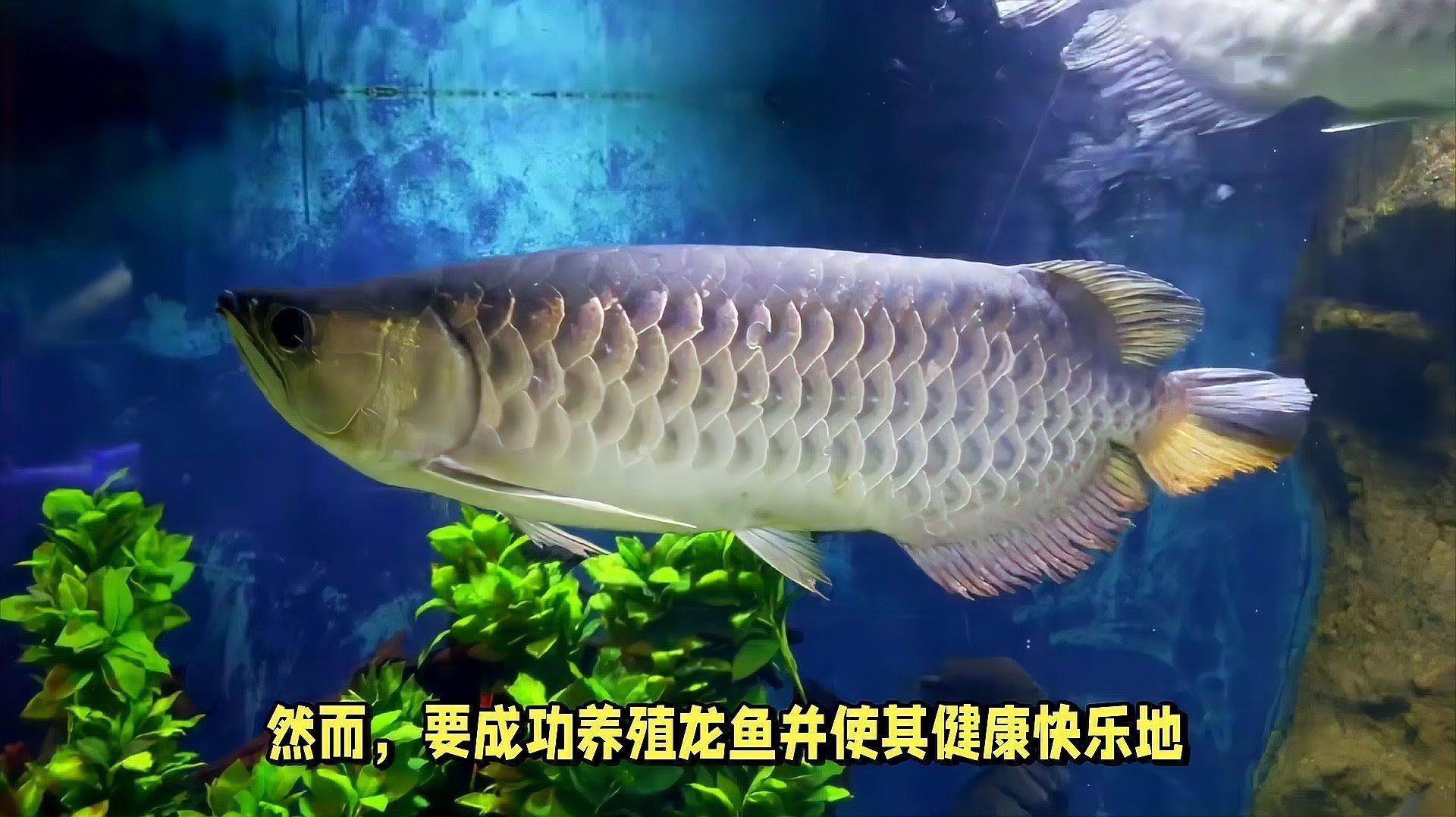 古典藍龍魚的最佳飼養環境是什么？，古典藍龍魚的最佳飼養環境