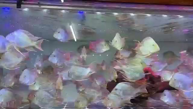 鳳凰元寶魚圖片，“鳳凰元寶魚圖片” 鳳凰元寶魚圖片，“鳳凰元寶魚圖片” 龍魚論壇 第27張