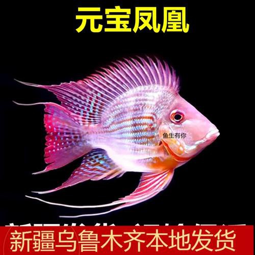 鳳凰元寶魚圖片,“鳳凰元寶魚圖片” 龍魚論壇 第10張 鳳凰元寶魚圖片,“鳳凰元寶魚圖片” 鳳凰元寶魚圖片,“鳳凰元寶魚圖片” 龍魚論壇 第10張
