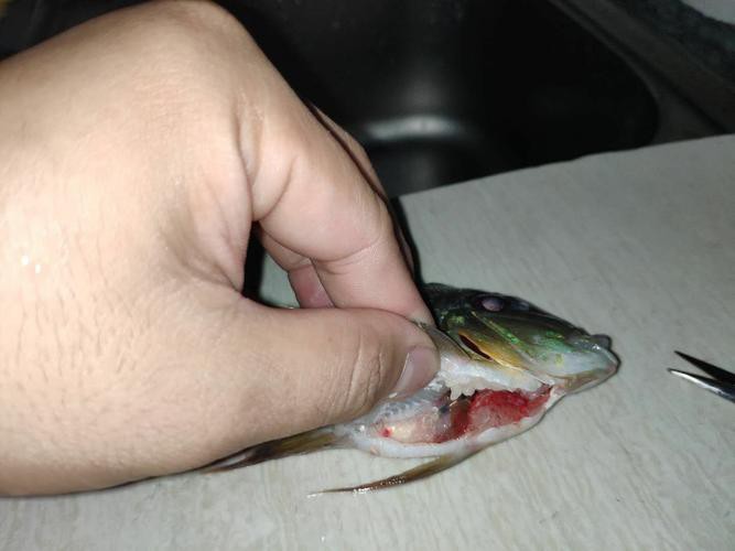 鳳凰元寶魚圖片,“鳳凰元寶魚圖片” 龍魚論壇 第9張 鳳凰元寶魚圖片,“鳳凰元寶魚圖片” 鳳凰元寶魚圖片,“鳳凰元寶魚圖片” 龍魚論壇 第9張