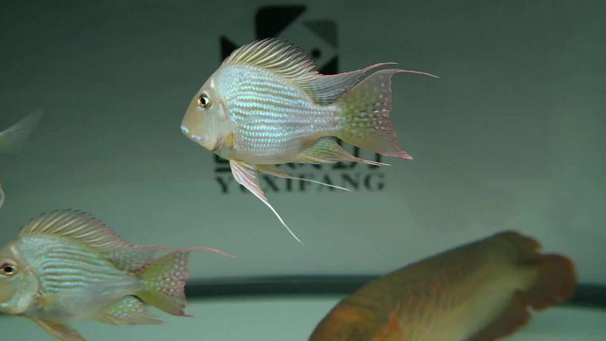 鳳凰元寶魚圖片,“鳳凰元寶魚圖片” 龍魚論壇 第16張 鳳凰元寶魚圖片,“鳳凰元寶魚圖片” 鳳凰元寶魚圖片,“鳳凰元寶魚圖片” 龍魚論壇 第16張