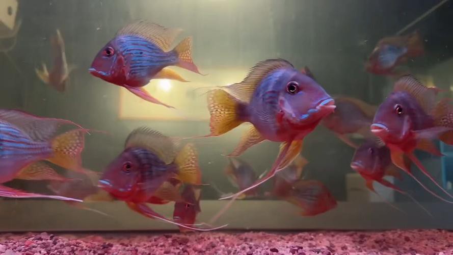 鳳凰元寶魚圖片,“鳳凰元寶魚圖片” 龍魚論壇 第7張 鳳凰元寶魚圖片,“鳳凰元寶魚圖片” 鳳凰元寶魚圖片,“鳳凰元寶魚圖片” 龍魚論壇 第7張