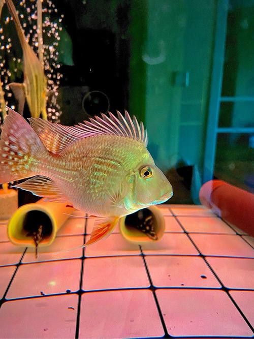 鳳凰元寶魚圖片,“鳳凰元寶魚圖片” 龍魚論壇 第21張 鳳凰元寶魚圖片,“鳳凰元寶魚圖片” 鳳凰元寶魚圖片,“鳳凰元寶魚圖片” 龍魚論壇 第21張