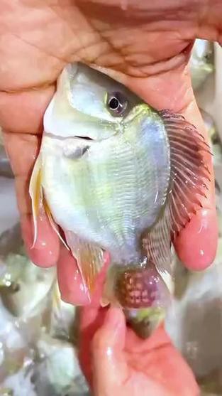 鳳凰元寶魚圖片,“鳳凰元寶魚圖片” 龍魚論壇 第18張 鳳凰元寶魚圖片,“鳳凰元寶魚圖片” 鳳凰元寶魚圖片,“鳳凰元寶魚圖片” 龍魚論壇 第18張