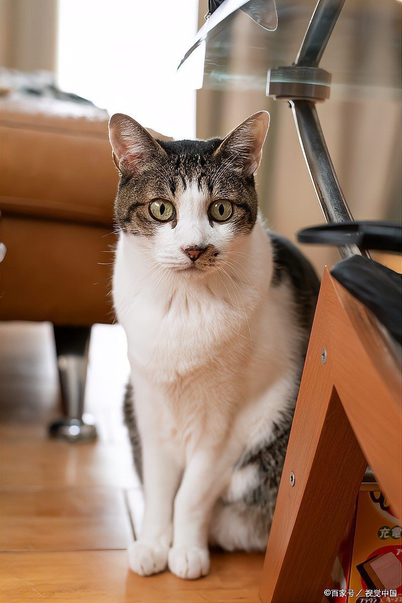 貓喜歡生魚還是熟魚，《貓喜歡生魚還是熟魚》小貓吃生魚還是熟魚好寵物指南