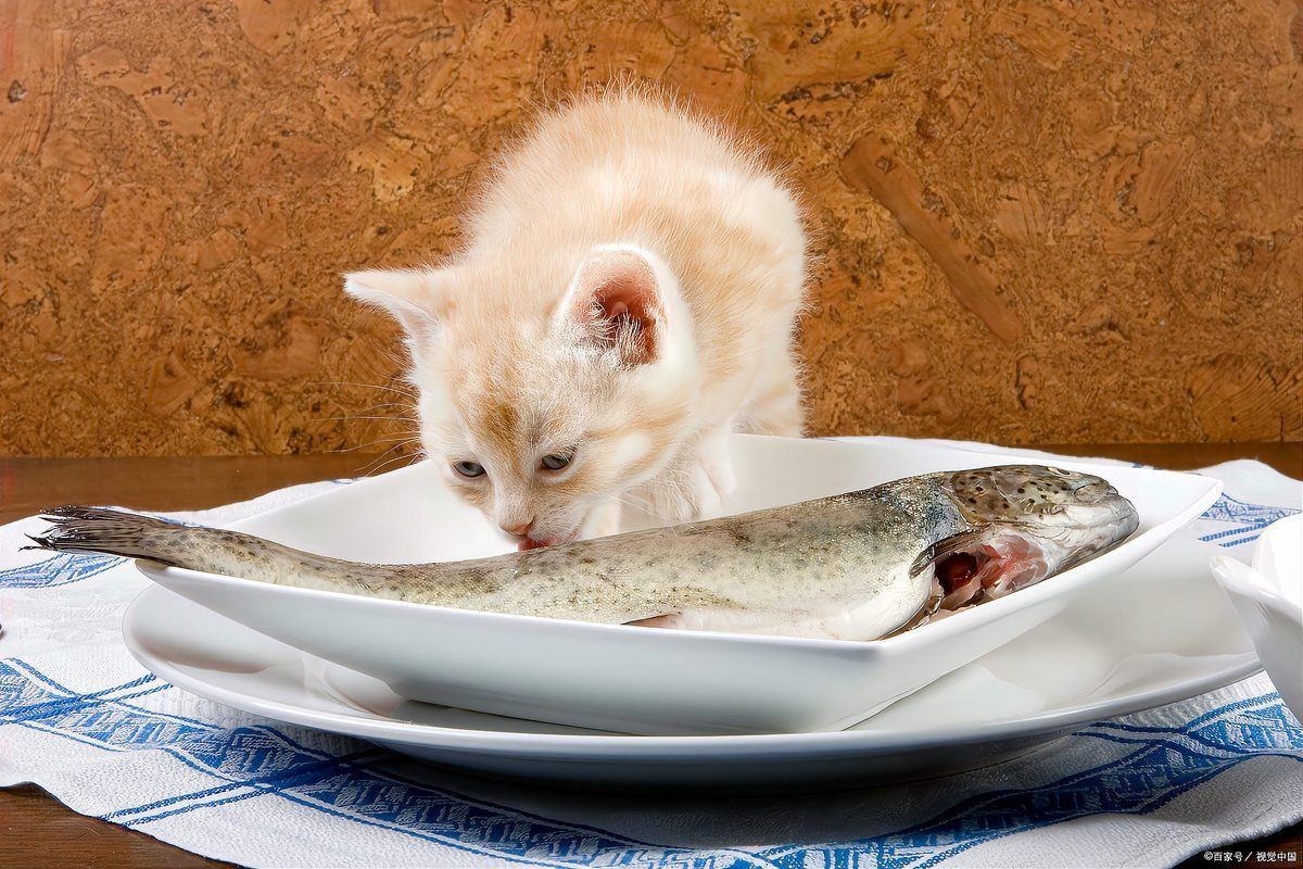 貓喜歡生魚還是熟魚，《貓喜歡生魚還是熟魚》小貓吃生魚還是熟魚好寵物指南 貓喜歡生魚還是熟魚，《貓喜歡生魚還是熟魚》小貓吃生魚還是熟魚好寵物指南 龍魚百科 第7張