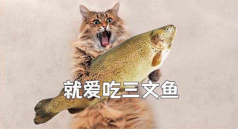 貓喜歡生魚還是熟魚，《貓喜歡生魚還是熟魚》小貓吃生魚還是熟魚好寵物指南 貓喜歡生魚還是熟魚，《貓喜歡生魚還是熟魚》小貓吃生魚還是熟魚好寵物指南 龍魚百科 第5張