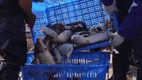 襄樊魚缸批發市場，湖北襄陽魚缸批發市場