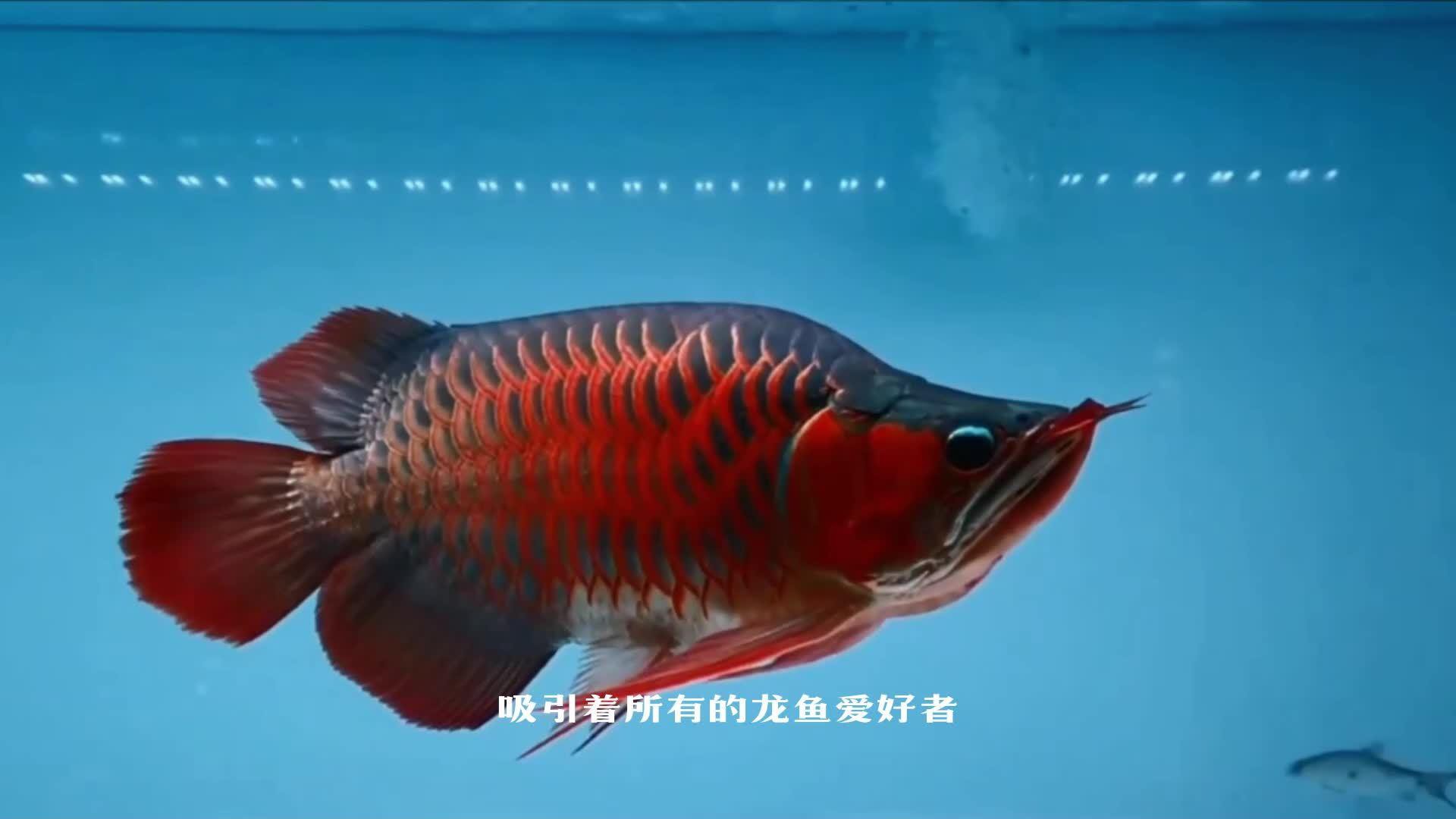如何區分不同品種的龍魚？，你是不是不會鑒別龍魚品種