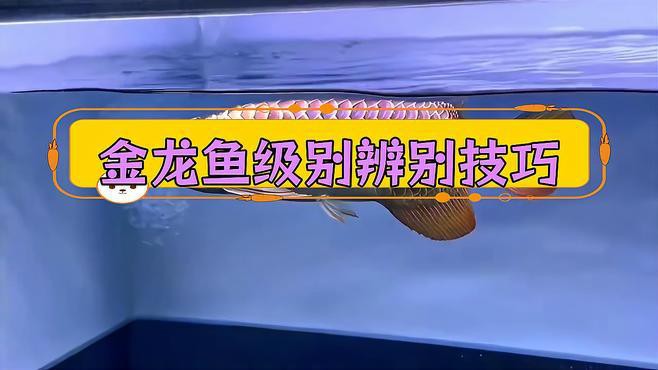 如何區(qū)分金龍魚的不同等級？，國金系列賽級古典金龍魚多少錢一只辦公智多星金龍魚等級全解析 如何區(qū)分金龍魚的不同等級？，國金系列賽級古典金龍魚多少錢一只辦公智多星金龍魚等級全解析 龍魚論壇 第2張