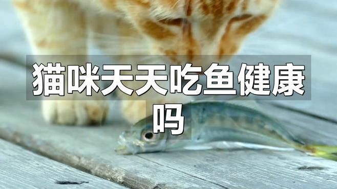 貓吃金魚會中毒嗎，貓吃金魚有危害嗎？