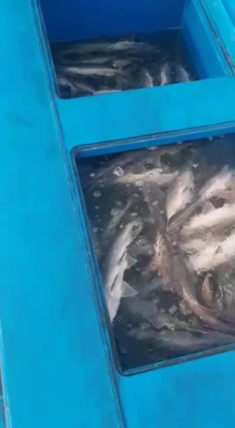 廣東鴨嘴魚多少錢一斤，2018年8月廣東鴨嘴魚價格行情分析 廣東鴨嘴魚多少錢一斤，2018年8月廣東鴨嘴魚價格行情分析 全國水族館企業(yè)名錄 第5張
