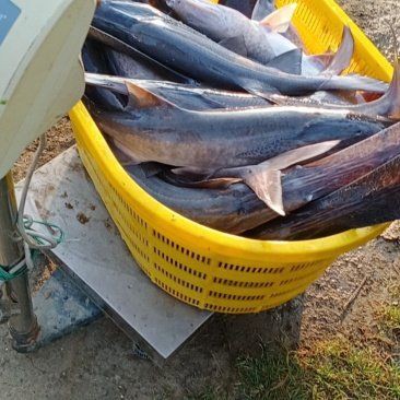 廣東鴨嘴魚多少錢一斤，2018年8月廣東鴨嘴魚價(jià)格行情分析